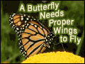 A Butterfly Needs Proper Wings to Fly