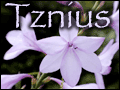 Tznius